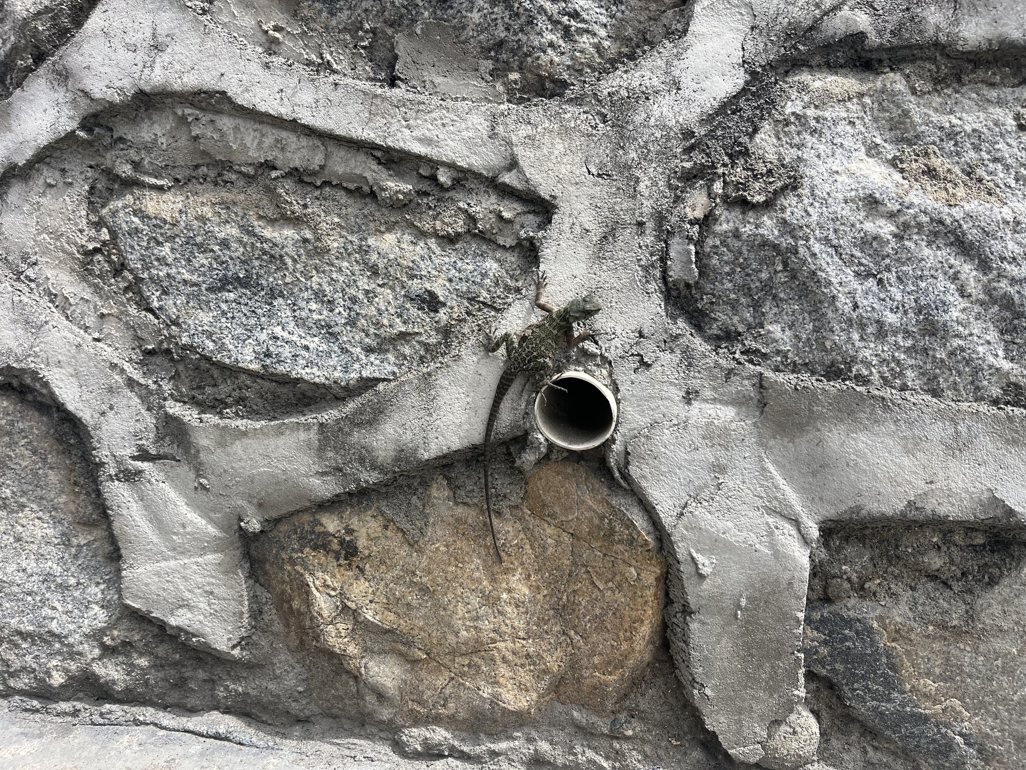 Wui's Rock Agama photo 3