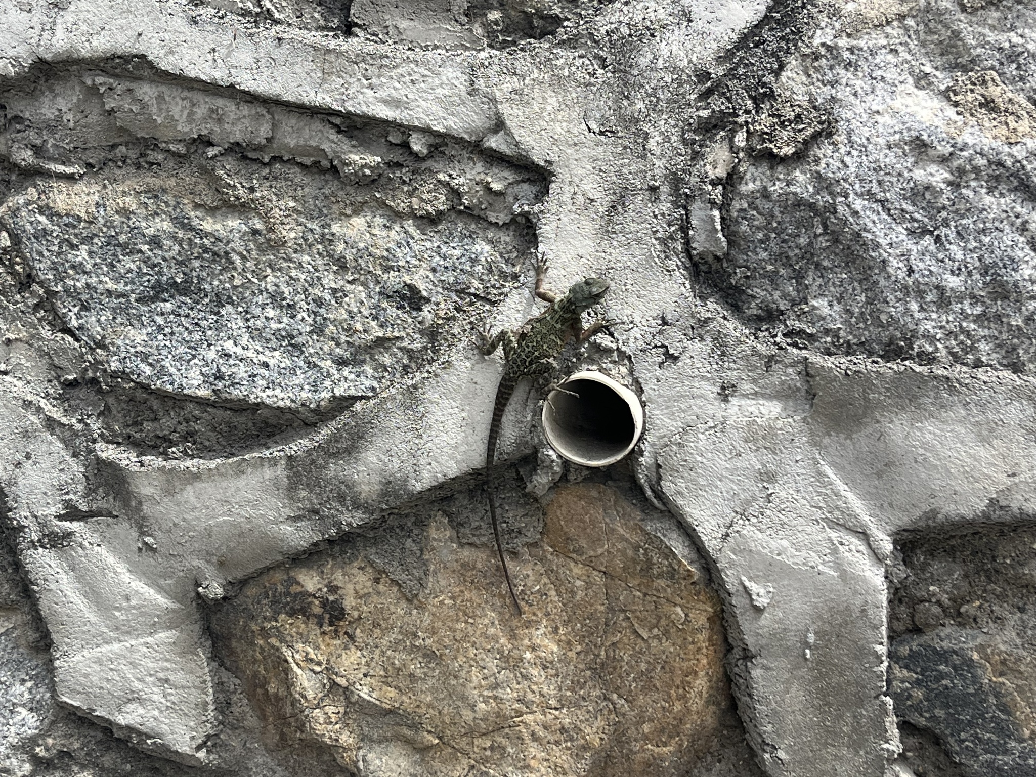 Wui's Rock Agama photo 4