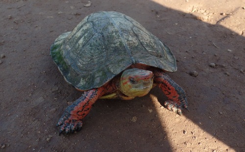 Painted Wood Turtle