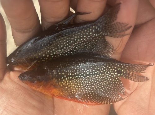 Trichopodus leerii