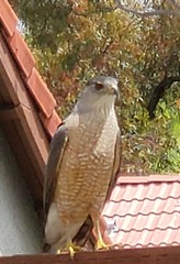 Accipiter cooperii