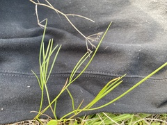 Perideridia gairdneri