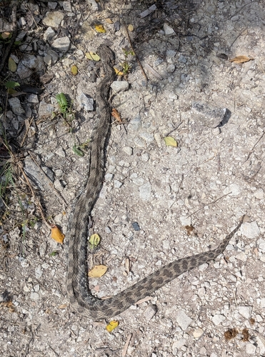 Levantine Viper