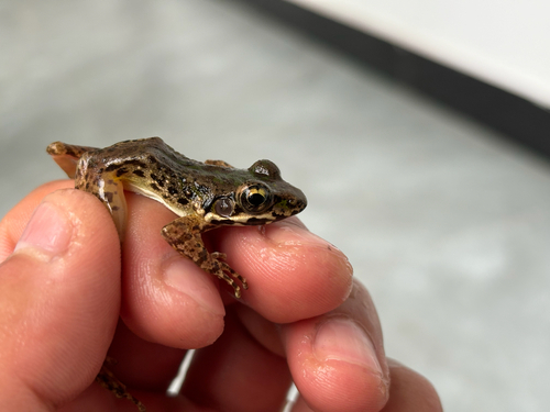 Tianmu Sharp-nosed Frog