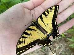 Papilio glaucus