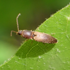 Dolerosomus silaceus
