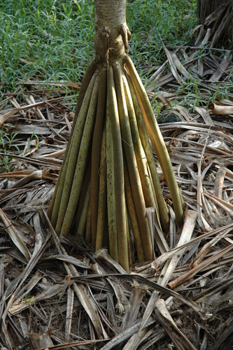 Pandanus utilis
