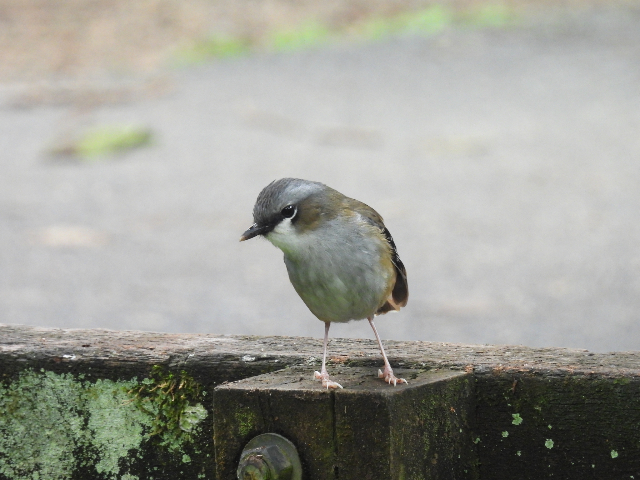 Grey-headed Robin (Heteromyias cinereifrons), photo 7