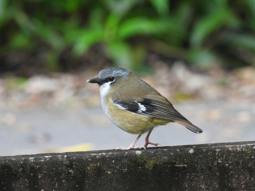 Grey-headed Robin (Heteromyias cinereifrons), photo 6