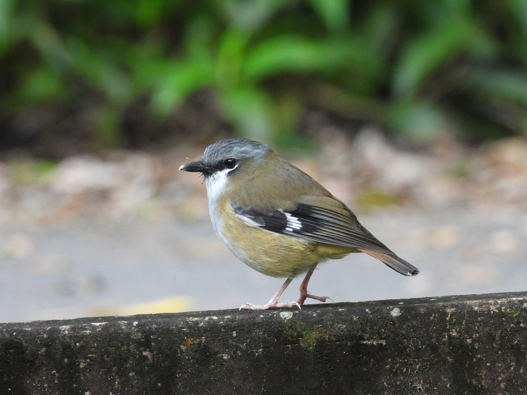 Grey-headed Robin (Heteromyias cinereifrons), photo 6