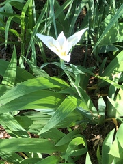 Iris tectorum