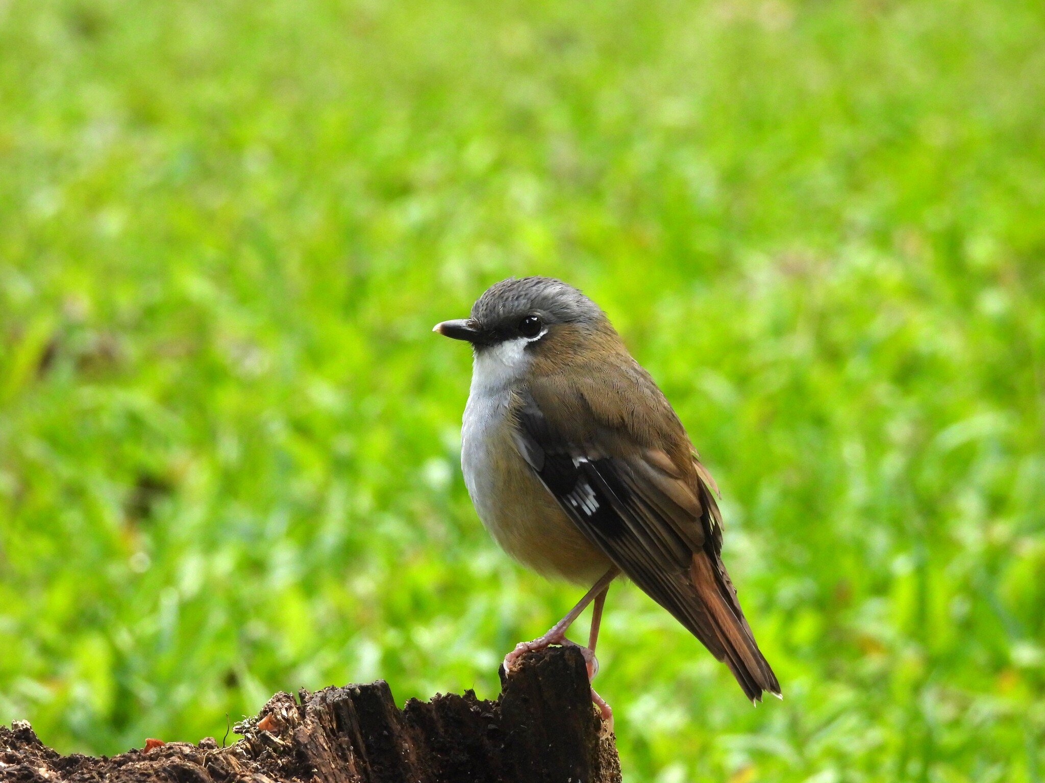 Grey-headed Robin (Heteromyias cinereifrons), photo 8