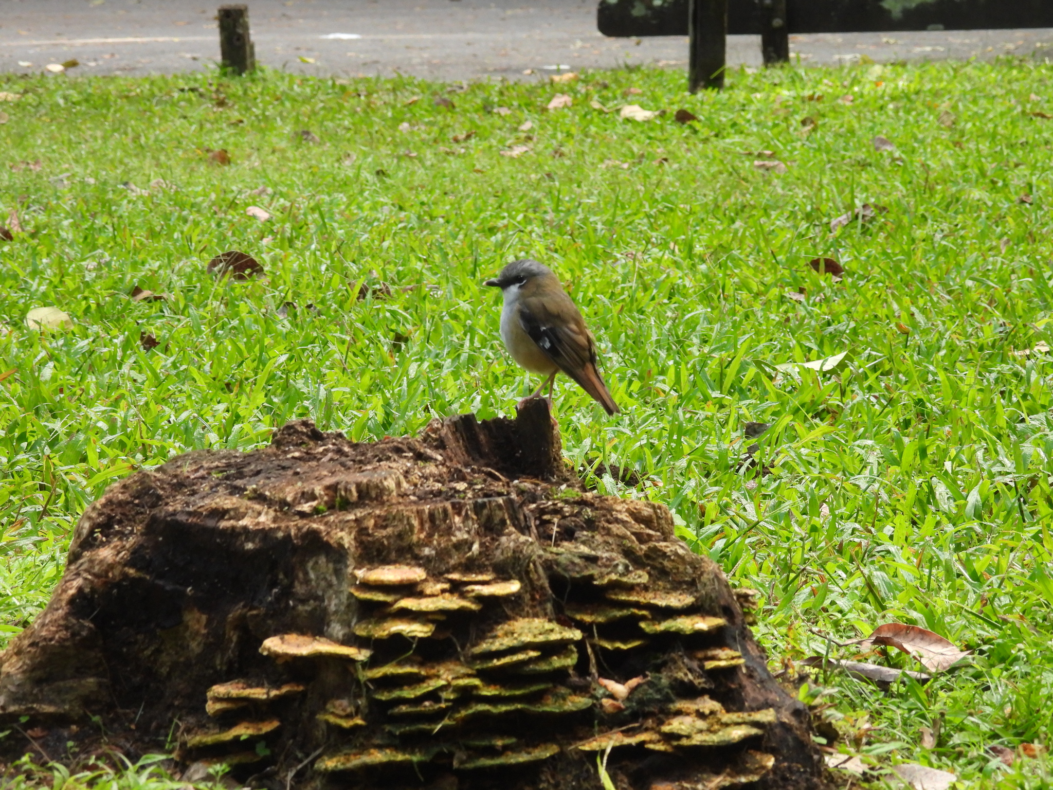 Grey-headed Robin (Heteromyias cinereifrons), photo 9