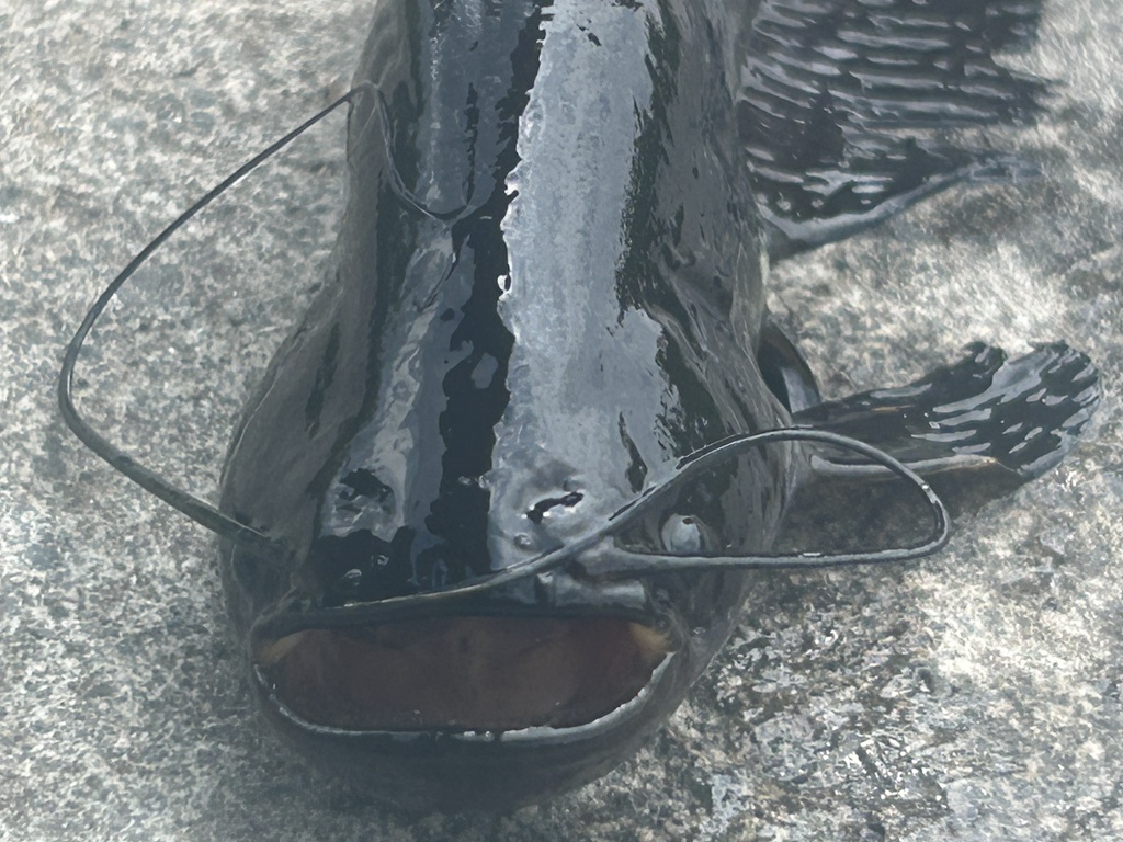 Ompok fumidus (Ompok fumidus)