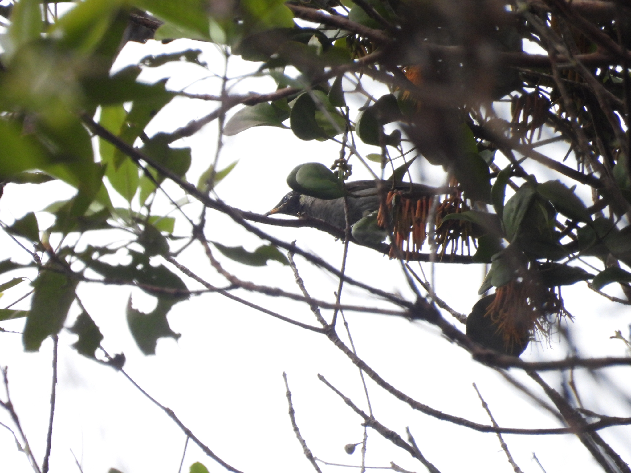 Bridled Honeyeater (Bolemoreus frenatus), photo 4