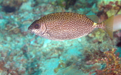 Siganus spinus