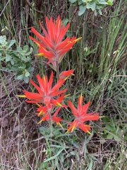 Castilleja subinclusa