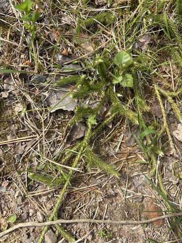 stag's-horn clubmoss