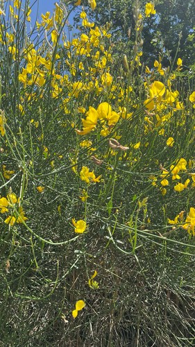 Spartium junceum
