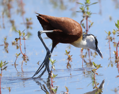 iNaturalist image