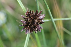 Cyperus niger