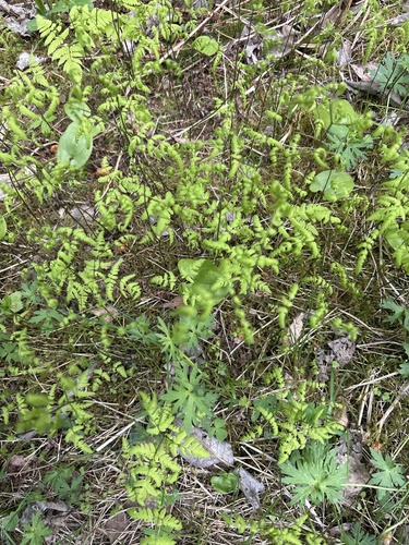 northern oak fern
