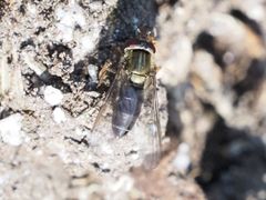 Parasyrphus punctulatus