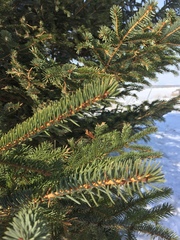 Picea × lutzii