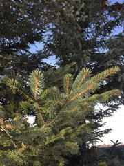 Picea × lutzii