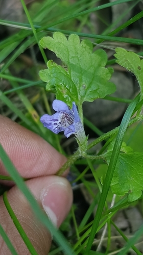 ground-ivy
