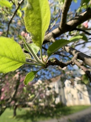 Malus dasyphylla