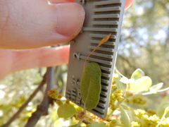 Andricus pedicellatus