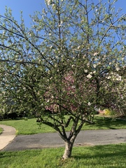 Malus dasyphylla