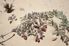 Astragalus striatiflorus