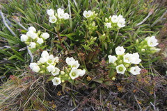 Gentianella patula