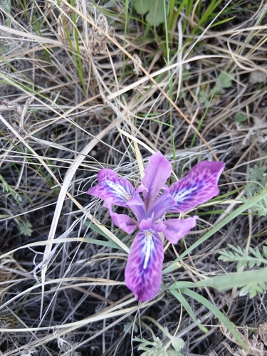Iris tigridia, photograph 4