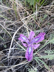 Iris tigridia, photograph (c) Святослав Власенко, some rights reserved (CC BY)