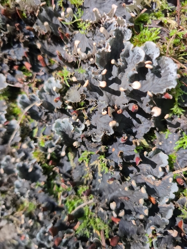 scaly pelt lichen