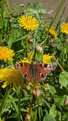 European Peacock Butterfly