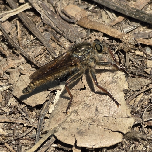 Machimus chrysitis