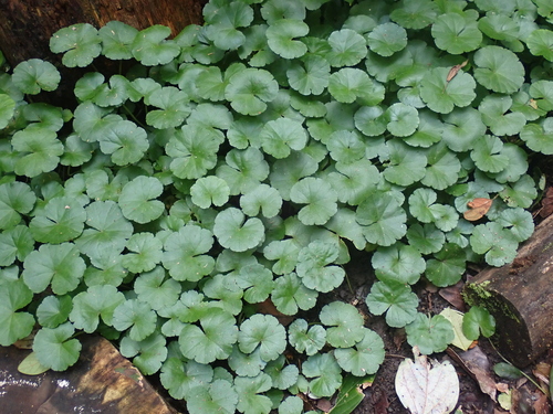 Hydrocotyle pedicellosa, photograph 4