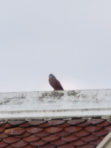 Red Collared-Dove