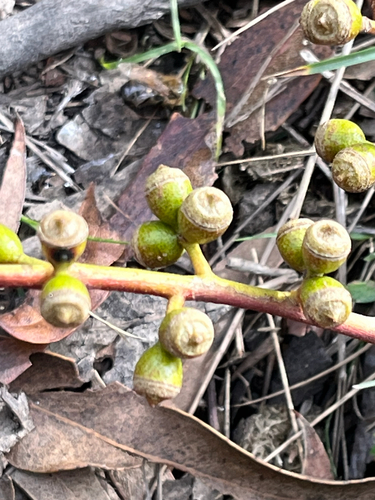 manna gum