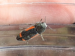 Ptosima laeta