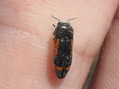 Ptosima laeta