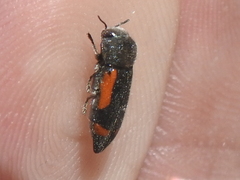 Ptosima laeta