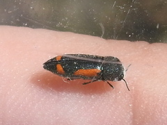 Ptosima laeta