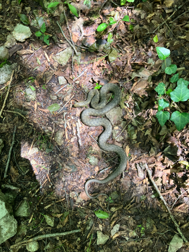 Tessellated Water Snake