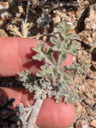 Sphaeralcea rusbyi, 2026-05-22