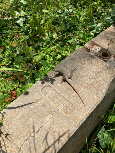 Common Wall Lizard